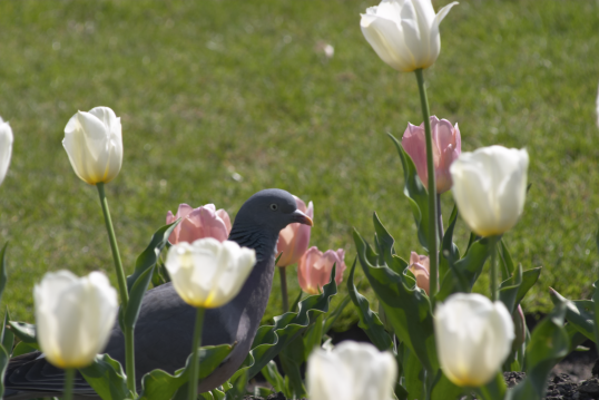 Pigeon.png